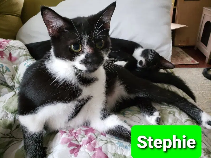 Stephie, photo 2