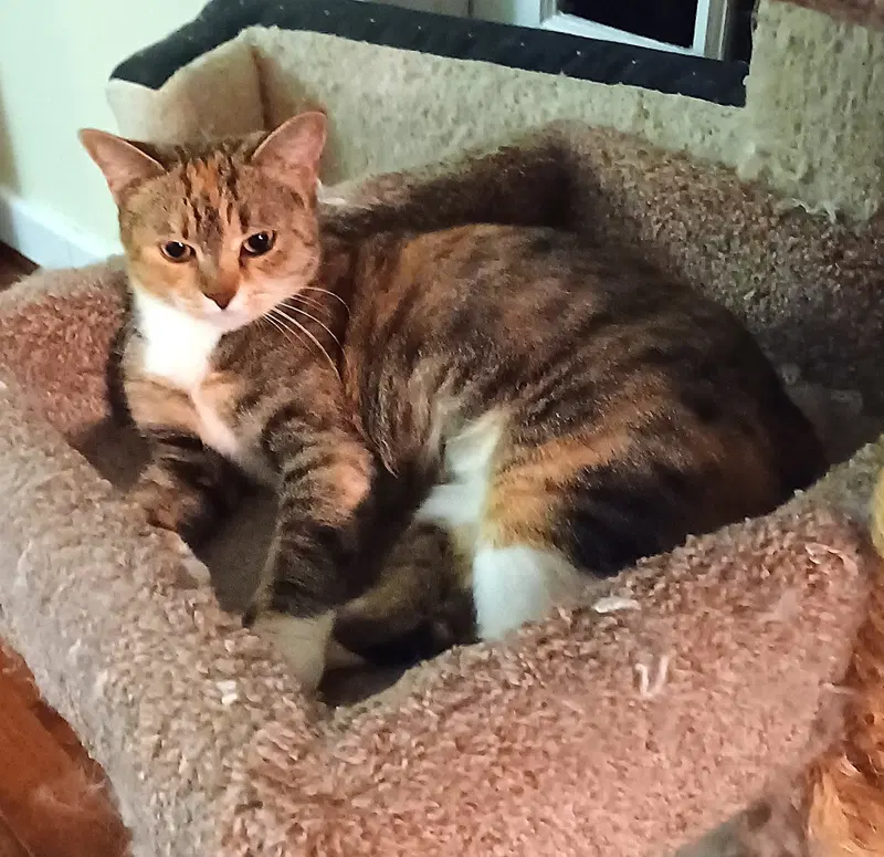 Kitty Phabulous Philomena, photo 2
