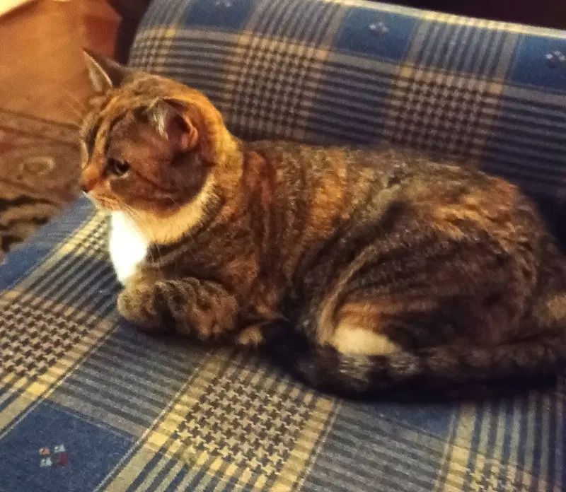 Kitty Phabulous Philomena, photo 3