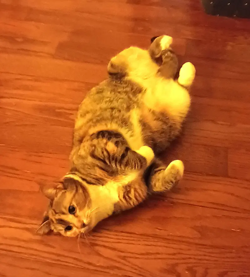 Kitty Phabulous Philomena, photo 4