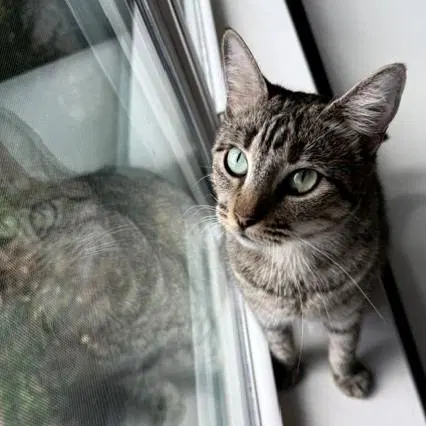 Willow, photo 2