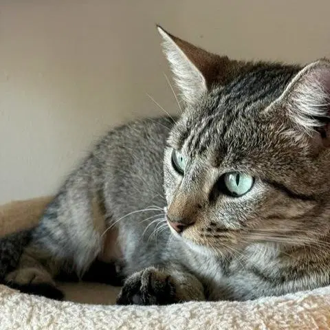Willow, photo 3