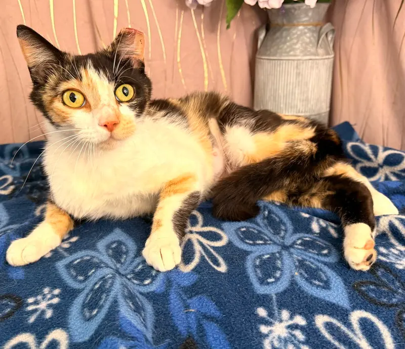 Dianna, an adult female cat up for adoption