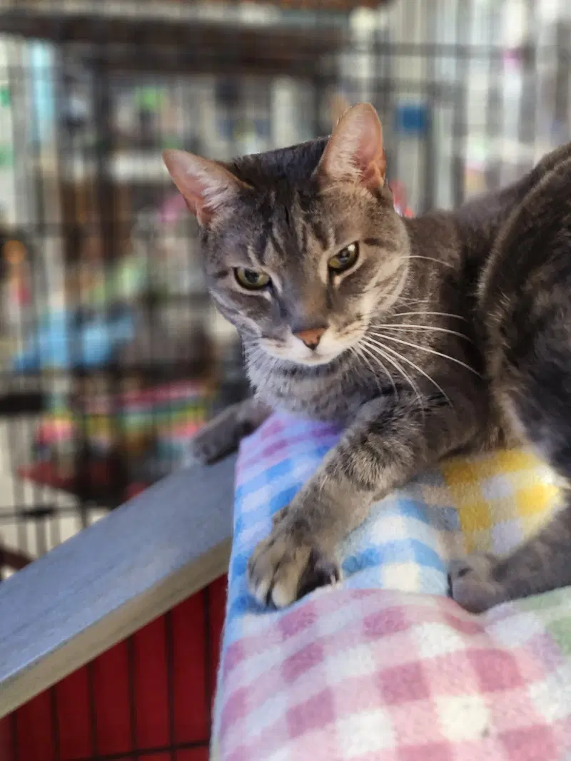 Harriet, an adult female cat up for adoption