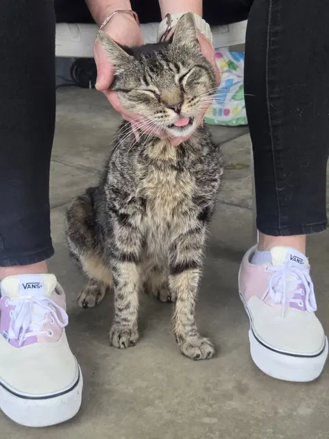 Watch the video of Tigger