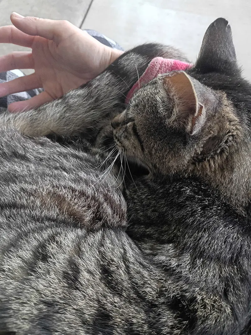 Tigger, photo 2