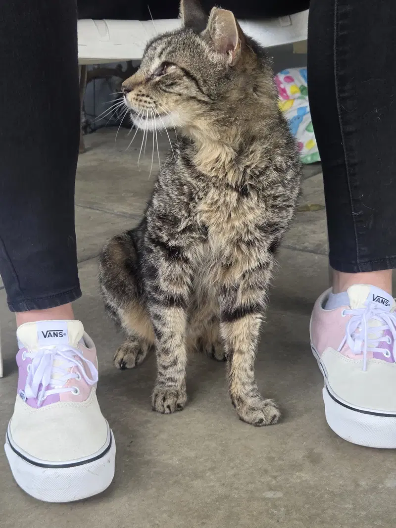Tigger, photo 3