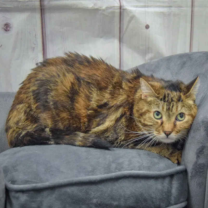 Lucy, photo 4