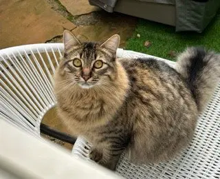 Linx, photo 2