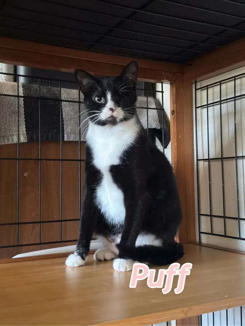 Puff AND Puddle, photo 4