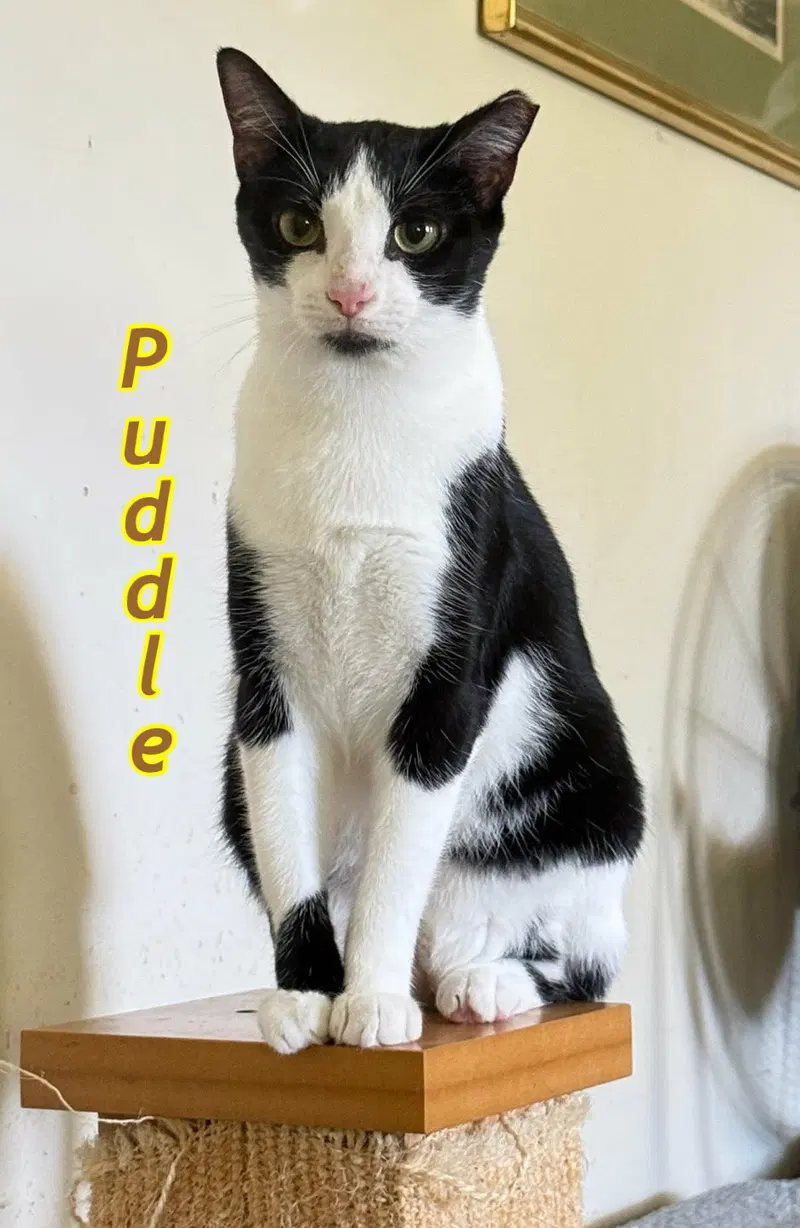 Puddle AND Puff, photo 5