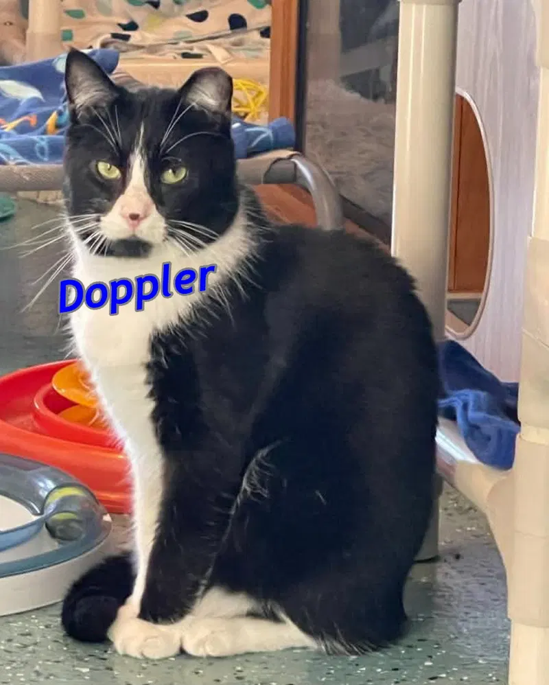 Doppler, photo 6