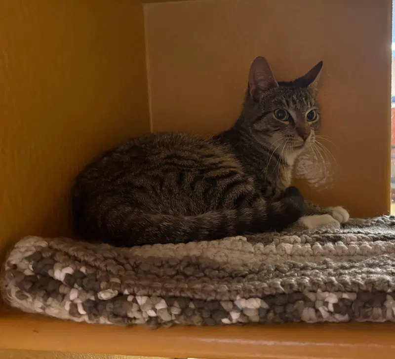 Cyrus, photo 3