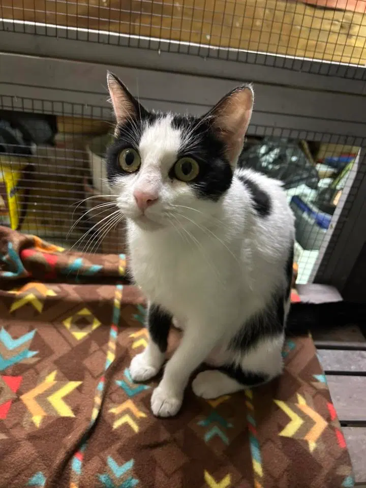 Mirabel, a young female cat up for adoption