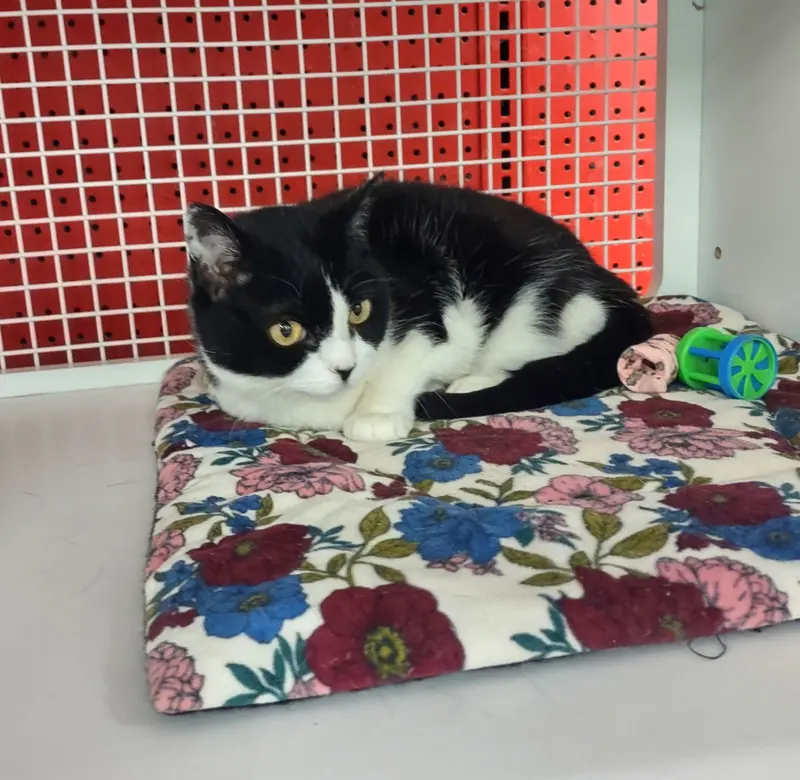 Kaiden, a young female cat up for adoption