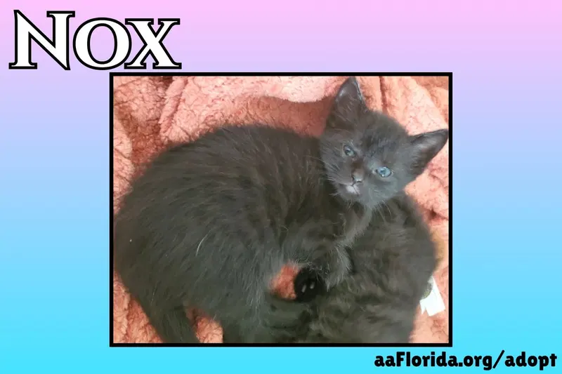 Nox, photo 2