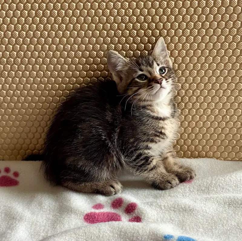 Petunia, photo 7