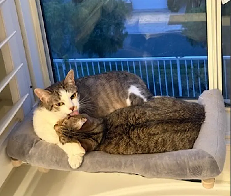 Daisy and Duke, photo 6