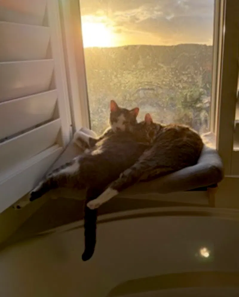 Daisy and Duke, photo 7