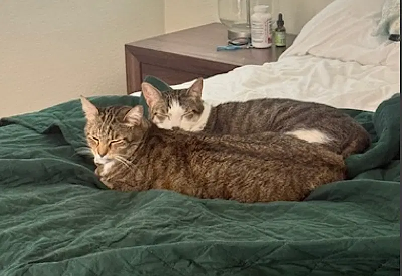 Daisy and Duke, photo 5
