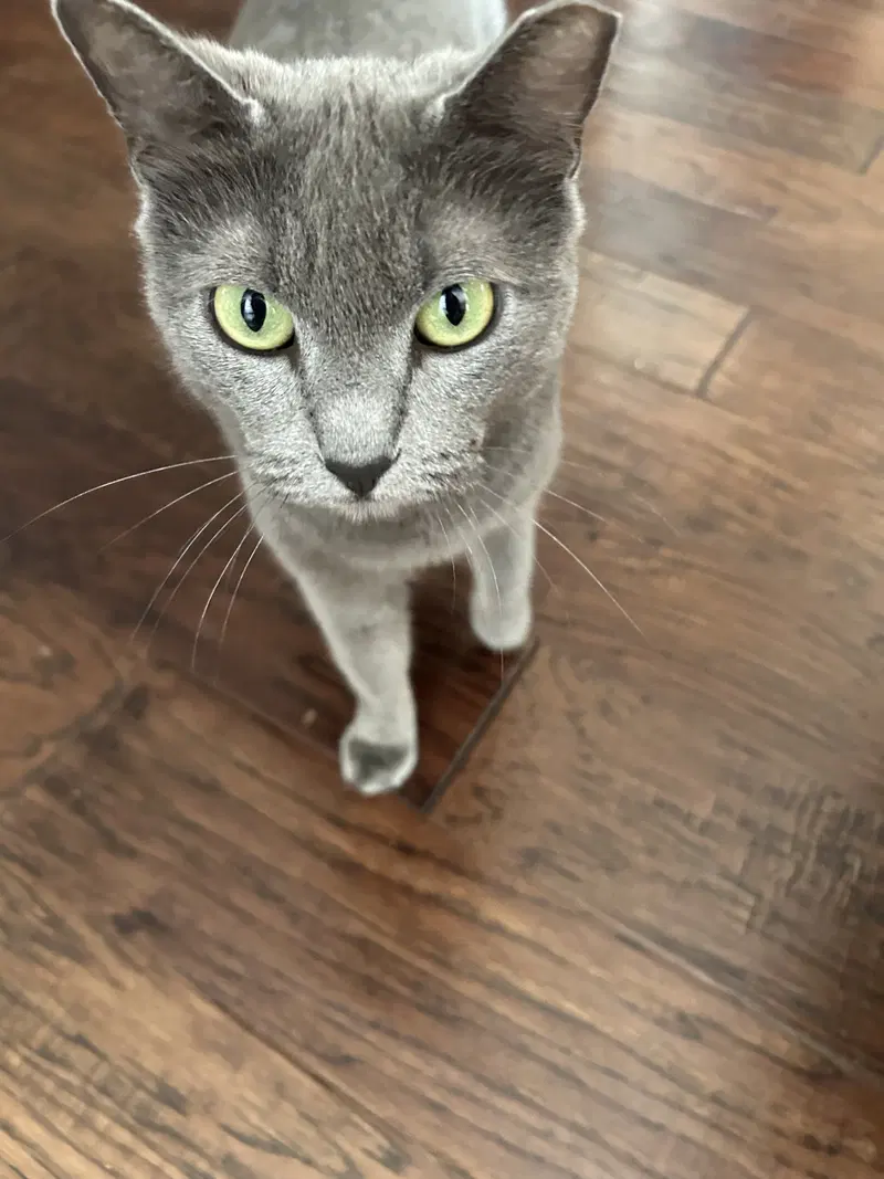 Smokey, photo 2