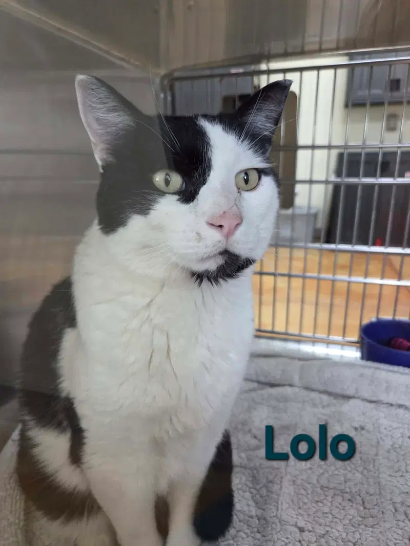 Lolo, photo 7