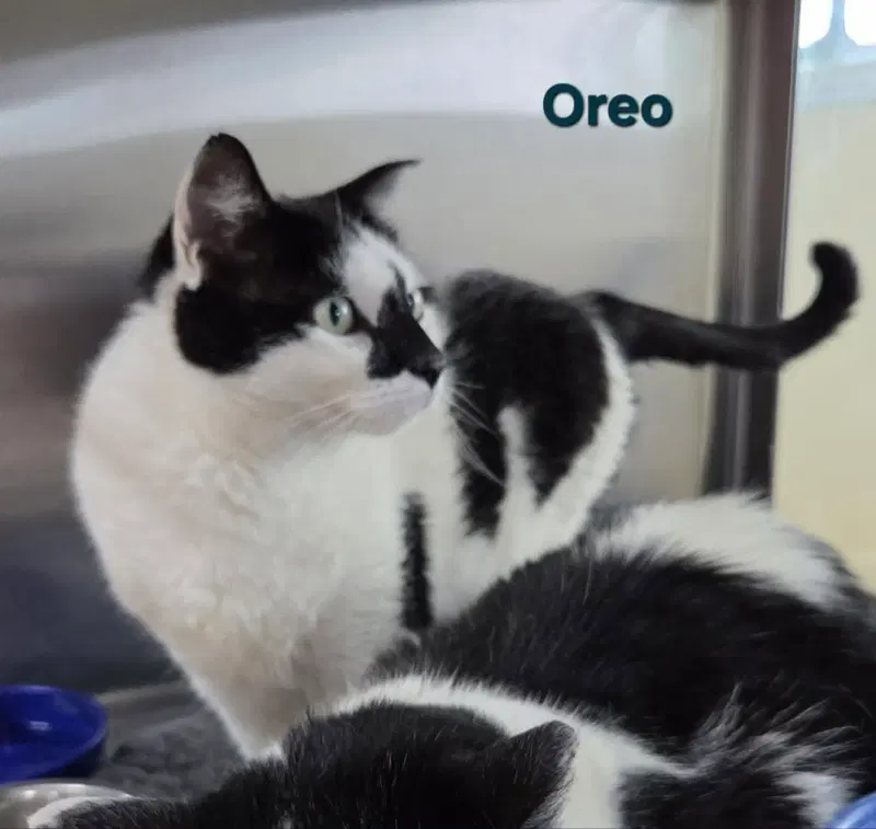 Oreo, photo 6