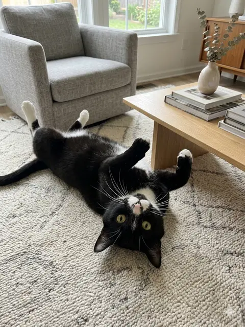 COURTESY POST: Charlie, photo 3