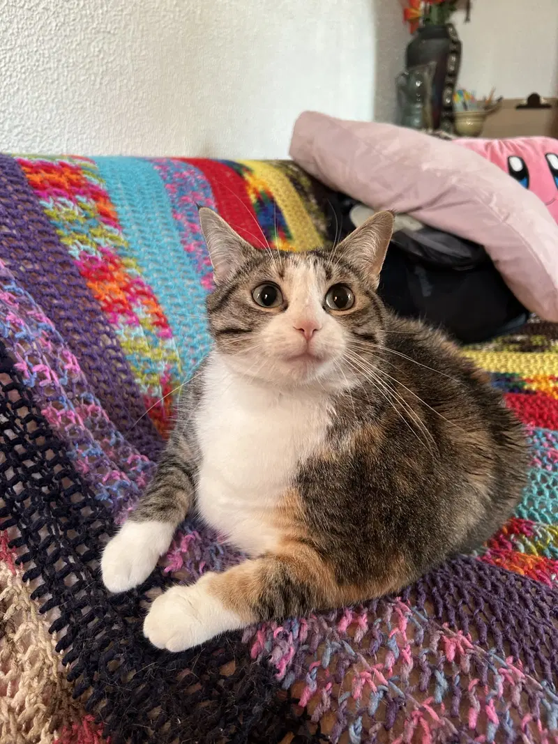 Emmie, an adult female American Shorthair cat up for adoption