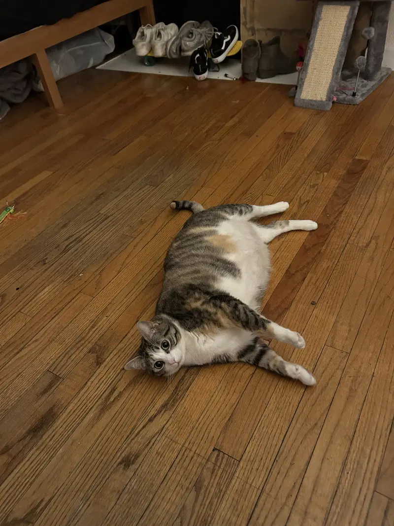 Emmie, photo 3