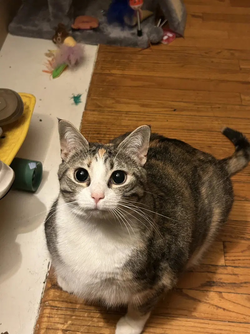 Emmie, photo 5