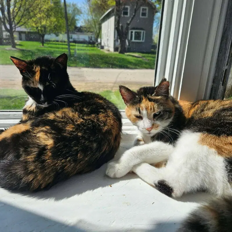 Buttons & Spooky, photo 2