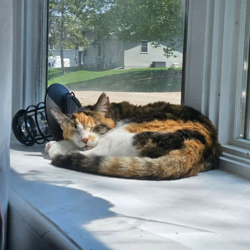 Buttons & Spooky, photo 5