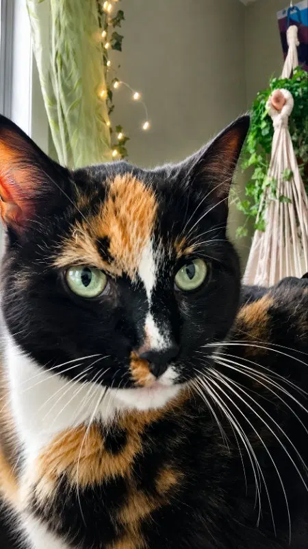 Buttons & Spooky, photo 4