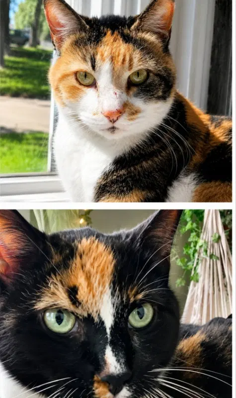 Buttons & Spooky, photo 3
