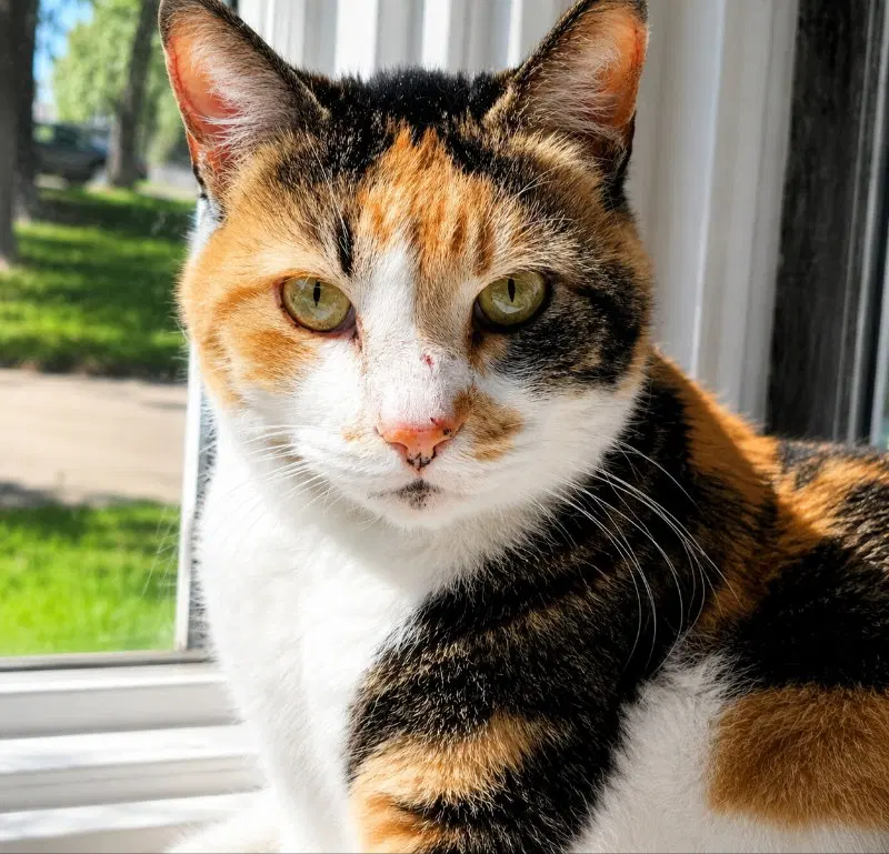 Buttons & Spooky, photo 7