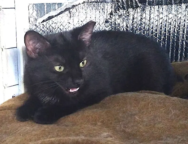 Maisey, Max and Milo, young cats up for adoption