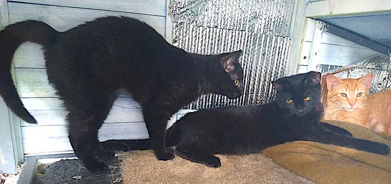Maisey, Max and Milo, photo 4