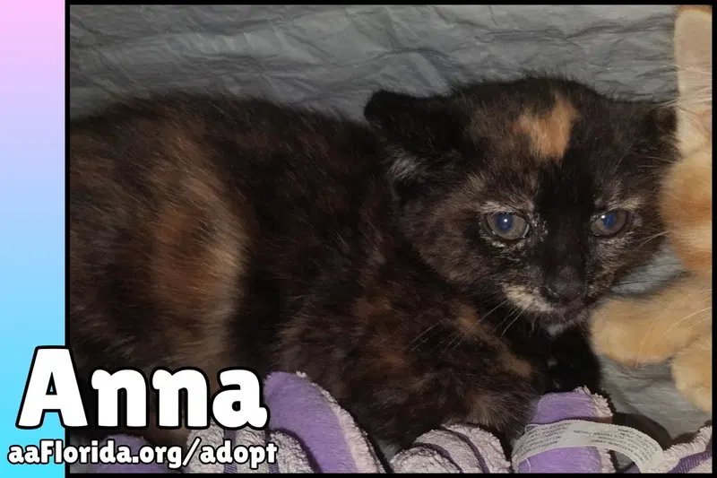 Anna, photo 3