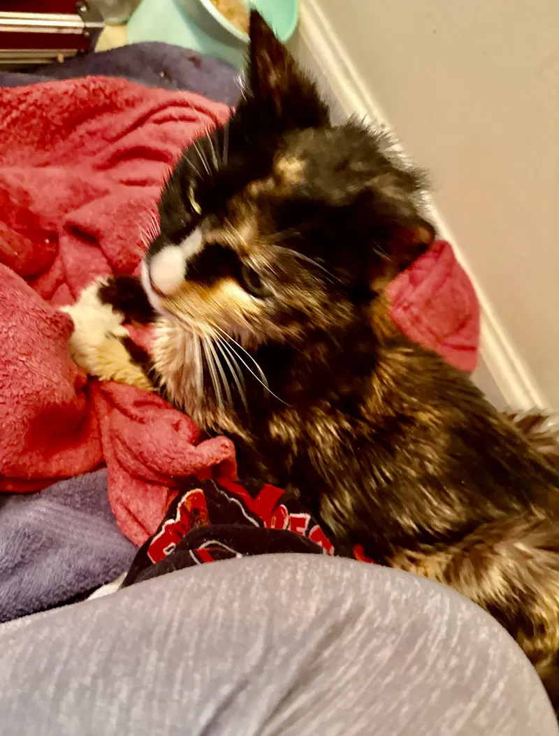 Brownie, photo 2