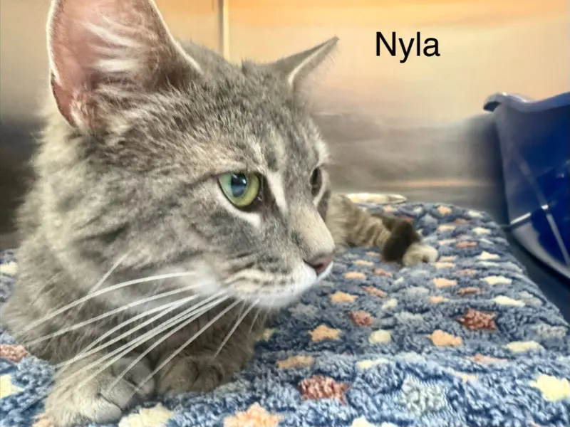 Nyla, an adult female cat up for adoption