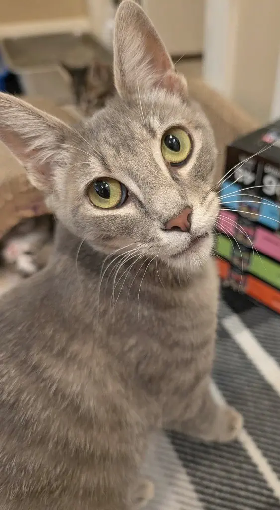 Nyla, photo 2
