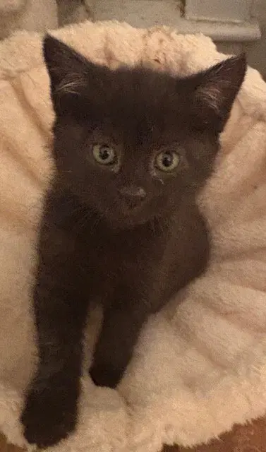 Raven KITTEN, photo 5