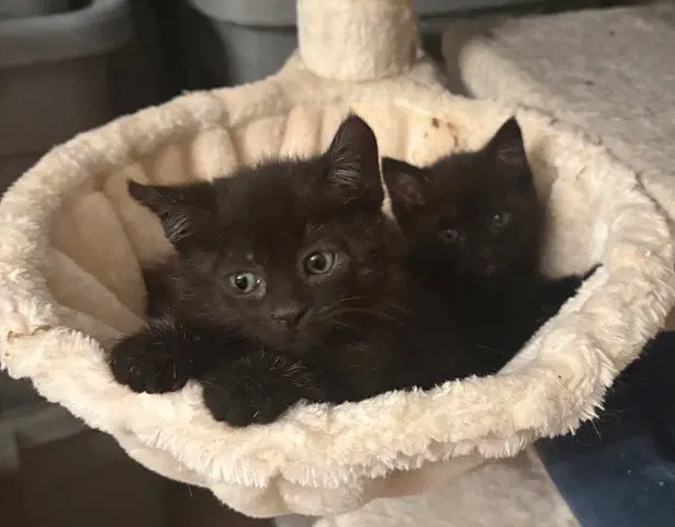 Raven KITTEN, photo 6