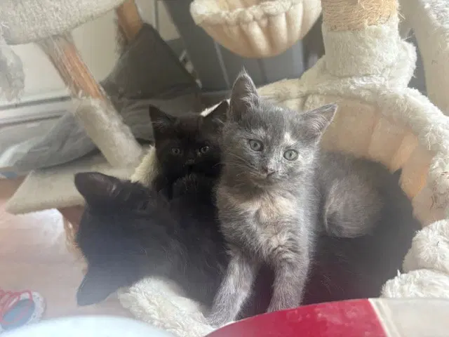Raven KITTEN, photo 7