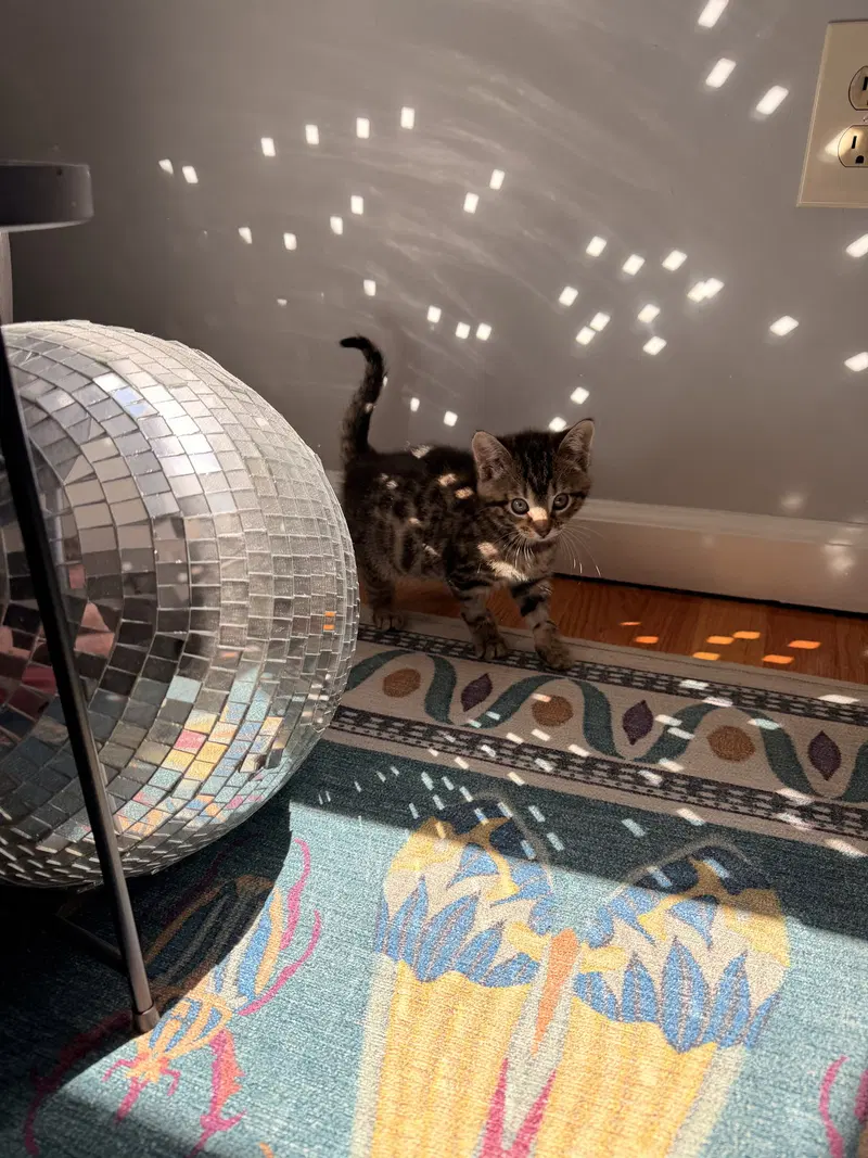 Squid, photo 7