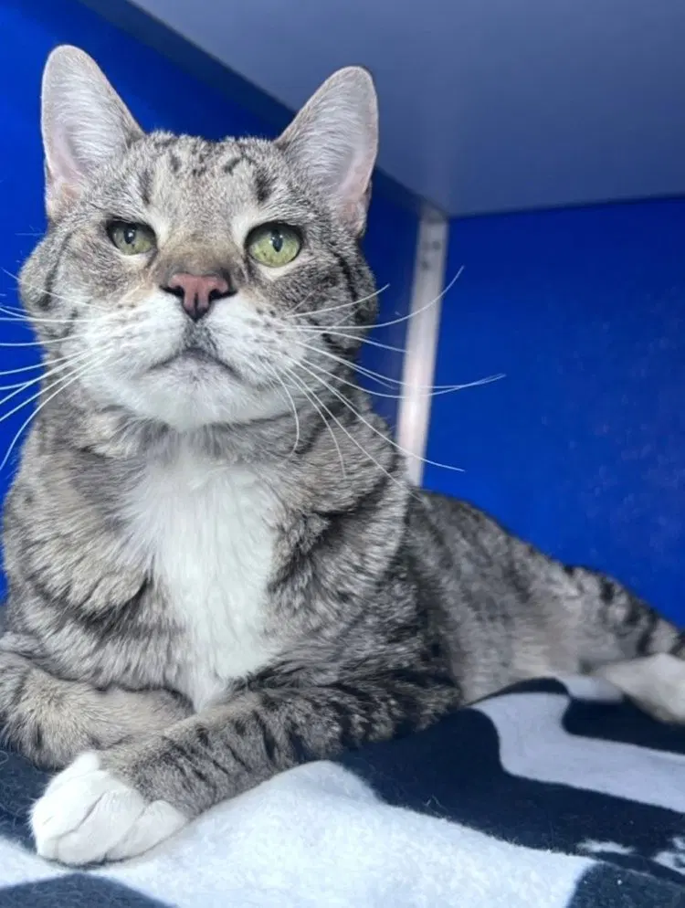 Shogi, a senior male cat up for adoption