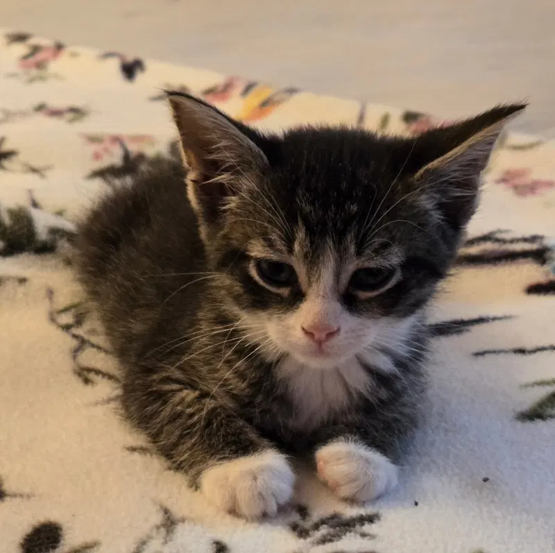 C318 litter Charlie, photo 7