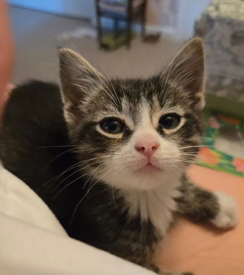 C318 litter Charlie, photo 4