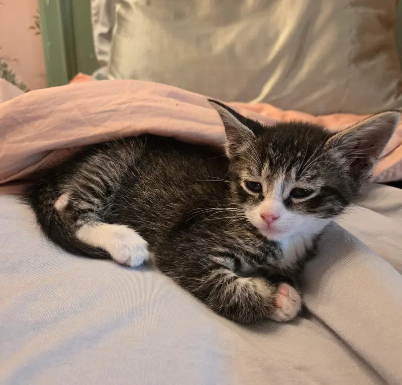 C318 litter Charlie, photo 10